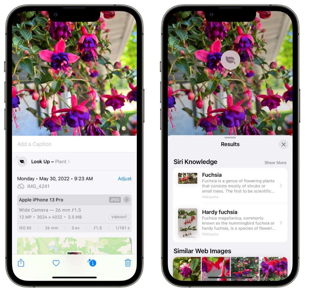 绥化苹果手机维修分享小技巧：使用 iPhone 相机识别花卉植物 